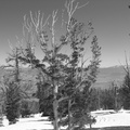 2006 02-Lake Tahoe BW Scenery 3